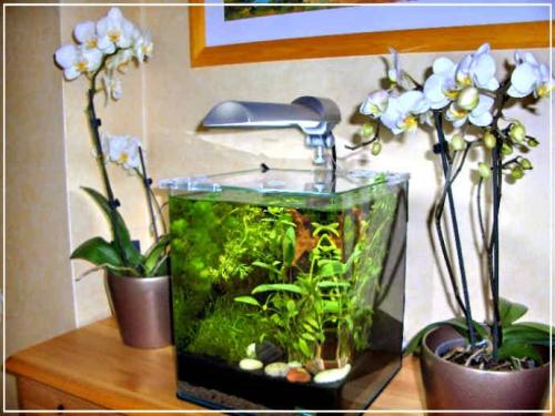 Нано аквариум в Вашем доме. Нано-аквариум — миниатюрный подводный мир