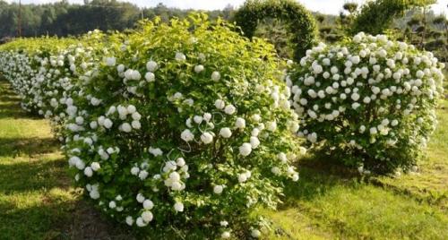 39 теневыносливых кустарников и деревьев для сада. Теневыносливые и тенелюбивые деревья