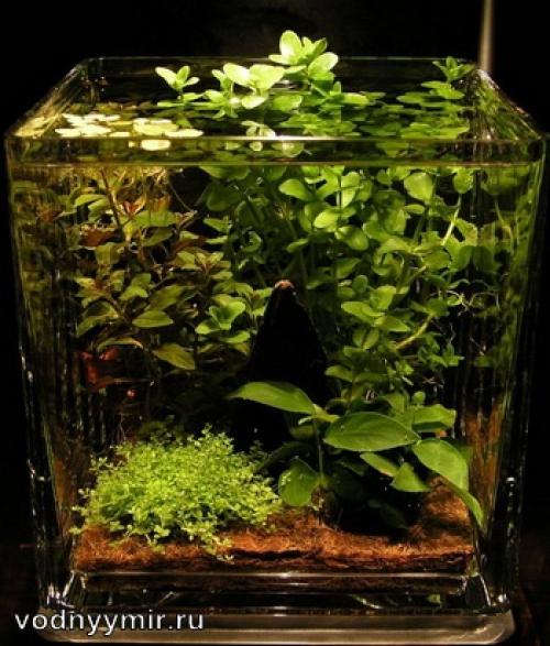 Дизайн нано аквариума. Нано аквариум