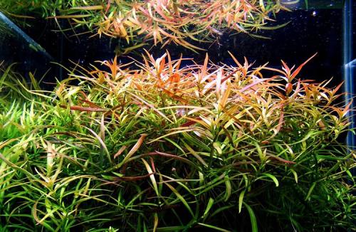 Нано аквариум и растения. Оформление нано аквариума 06