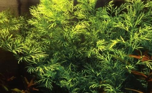 Быстрорастущие аквариумные растения. Неприхотливые быстрорастущие аквариумные растения для начинающих