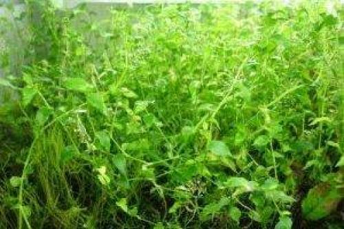 Самые дорогие аквариумные растения. Экзотические и редкие аквариумные растения