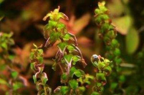 Растения заднего плана для наноаквариума. Часть II. Растения для медленного аквариума. 09