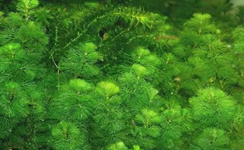 Быстрорастущие аквариумные растения. Неприхотливые быстрорастущие аквариумные растения для начинающих