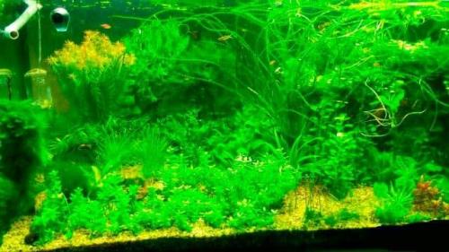 Нано аквариум и растения. Оформление нано аквариума 05