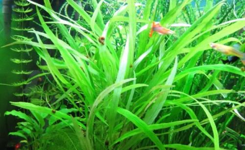 Быстрорастущие аквариумные растения. Неприхотливые быстрорастущие аквариумные растения для начинающих