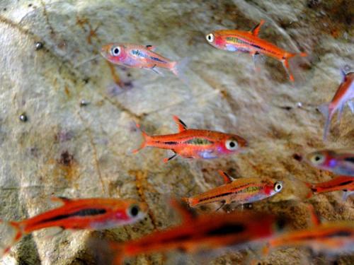 Нано аквариум -- это. Нано-аквариум: Руководство к действию.