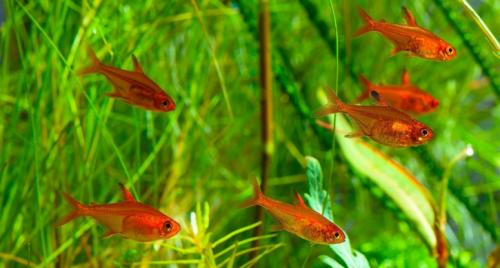 Нано аквариум и растения. Оформление нано аквариума 16