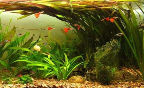 Быстрорастущие аквариумные растения. Неприхотливые быстрорастущие аквариумные растения для начинающих