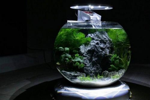 Нано аквариум и растения. Оформление нано аквариума