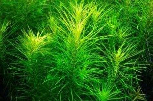 Самые дорогие аквариумные растения. Экзотические и редкие аквариумные растения