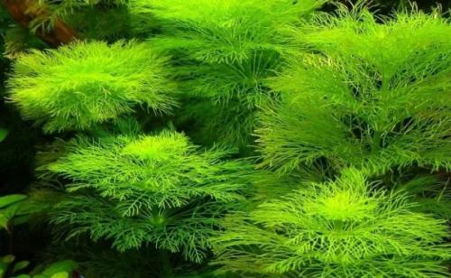 Быстрорастущие аквариумные растения. Неприхотливые быстрорастущие аквариумные растения для начинающих