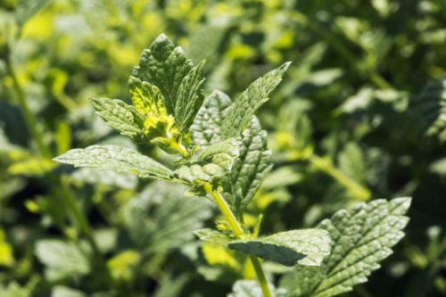 Тенелюбивые растения огородные и садовые. Список теневыносливых овощей для огорода 04 Тенелюбивые растения огородные и садовые. Список теневыносливых овощей для огорода 04