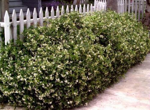 Неприхотливые кустарники для живой изгороди. Кустарники для живой изгороди: названия и фото