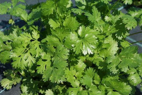 Тенелюбивые растения огородные и садовые. Список теневыносливых овощей для огорода 02 Тенелюбивые растения огородные и садовые. Список теневыносливых овощей для огорода 02