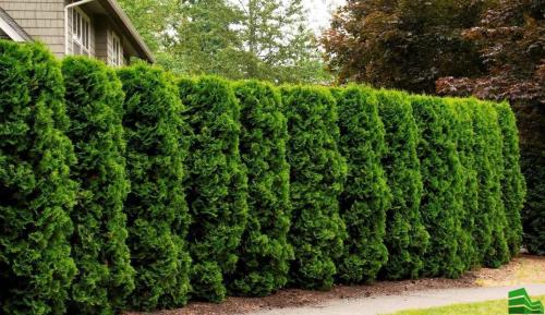 Дешевая живая изгородь. Из каких растений лучше сделать живую изгородь