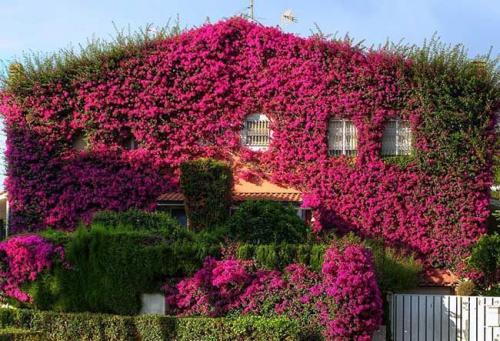 Живая изгородь вьющиеся растения. Быстрорастущие зимостойкие многолетние растения