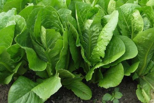 Тенелюбивые растения огородные и садовые. Список теневыносливых овощей для огорода 03 Тенелюбивые растения огородные и садовые. Список теневыносливых овощей для огорода 03