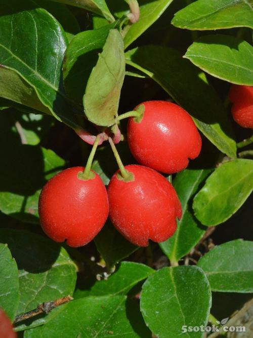 Тенелюбивые растения огородные и садовые. Список теневыносливых овощей для огорода 22 Тенелюбивые растения огородные и садовые. Список теневыносливых овощей для огорода 22
