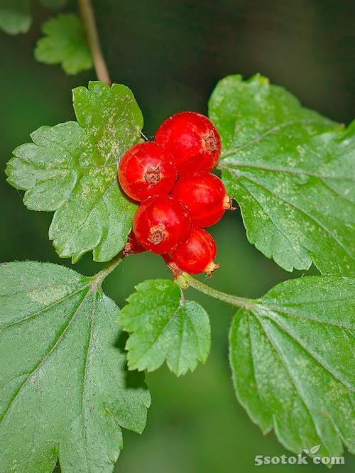 Тенелюбивые растения огородные и садовые. Список теневыносливых овощей для огорода 19 Тенелюбивые растения огородные и садовые. Список теневыносливых овощей для огорода 19