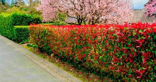 Неприхотливые кустарники для живой изгороди. Кустарники для живой изгороди: названия и фото