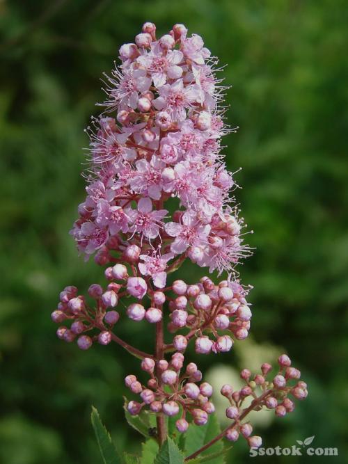 Тенелюбивые растения огородные и садовые. Список теневыносливых овощей для огорода 18 Тенелюбивые растения огородные и садовые. Список теневыносливых овощей для огорода 18