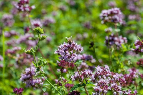 Тенелюбивые растения огородные и садовые. Список теневыносливых овощей для огорода 01 Тенелюбивые растения огородные и садовые. Список теневыносливых овощей для огорода 01
