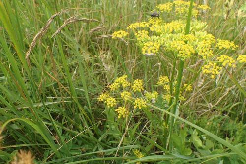 Тенелюбивые растения огородные и садовые. Список теневыносливых овощей для огорода 06 Тенелюбивые растения огородные и садовые. Список теневыносливых овощей для огорода 06