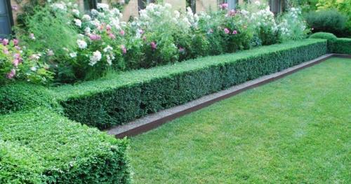 Неприхотливые кустарники для живой изгороди. Кустарники для живой изгороди: названия и фото