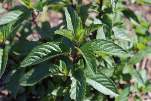 Тенелюбивые растения огородные и садовые. Список теневыносливых овощей для огорода 05 Тенелюбивые растения огородные и садовые. Список теневыносливых овощей для огорода 05