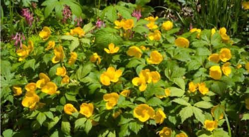 Тенелюбивые растения огородные и садовые. Список теневыносливых овощей для огорода 28 Тенелюбивые растения огородные и садовые. Список теневыносливых овощей для огорода 28