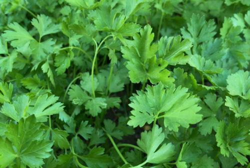 Тенелюбивые растения огородные и садовые. Список теневыносливых овощей для огорода 07 Тенелюбивые растения огородные и садовые. Список теневыносливых овощей для огорода 07