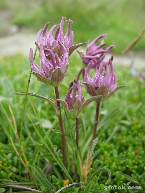 Тенелюбивые растения огородные и садовые. Список теневыносливых овощей для огорода 24 Тенелюбивые растения огородные и садовые. Список теневыносливых овощей для огорода 24