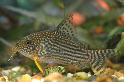 Рыбки для маленького аквариума 30 литров. Какие рыбки подойдут для аквариума на 30 литров