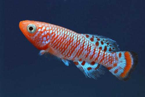 Топ-18 рыб для нано-аквариума. Маленькие рыбки для аквариума: топ-10 популярных видов