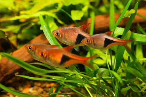 Как выбрать рыбок для нано аквариума. Какие рыбки лучше всего подходят для нано-аквариумов? 05