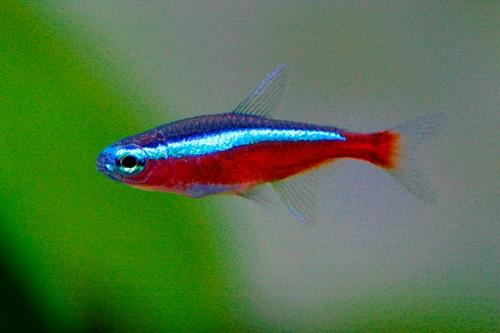 Рыбки для маленького аквариума 30 литров. Какие рыбки подойдут для аквариума на 30 литров