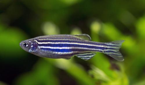 Как выбрать рыбок для нано аквариума. Какие рыбки лучше всего подходят для нано-аквариумов? 09
