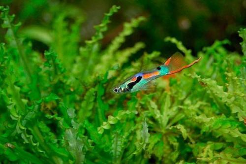 Рыбки для маленького аквариума 30 литров. Какие рыбки подойдут для аквариума на 30 литров