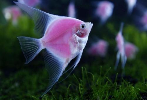 Рыбки для маленького аквариума 3 литра. С кем совместимы рыбки