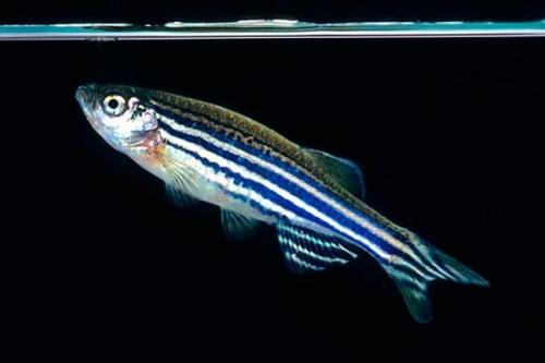 Рыбки для маленького аквариума 30 литров. Какие рыбки подойдут для аквариума на 30 литров