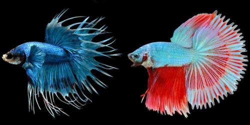 Как выбрать рыбок для нано аквариума. Какие рыбки лучше всего подходят для нано-аквариумов? 02