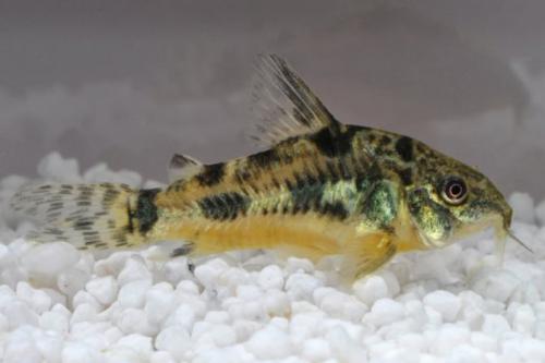 Топ-18 рыб для нано-аквариума. Маленькие рыбки для аквариума: топ-10 популярных видов