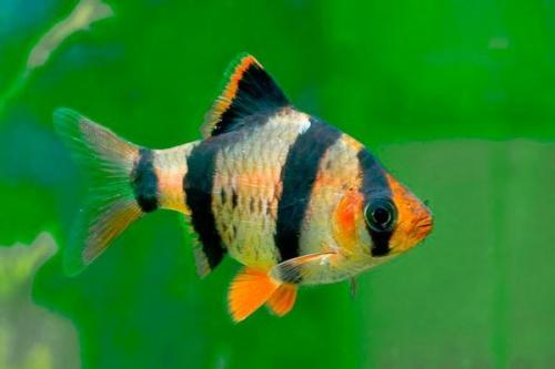 Рыбки для маленького аквариума 30 литров. Какие рыбки подойдут для аквариума на 30 литров