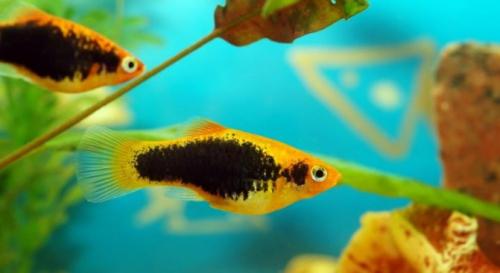 Топ-18 рыб для нано-аквариума. Маленькие рыбки для аквариума: топ-10 популярных видов