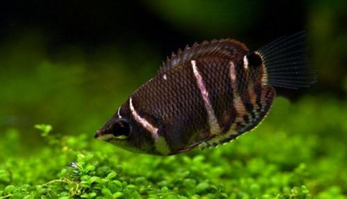 Топ-18 рыб для нано-аквариума. Маленькие рыбки для аквариума: топ-10 популярных видов