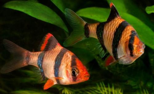 Топ-18 рыб для нано-аквариума. Маленькие рыбки для аквариума: топ-10 популярных видов