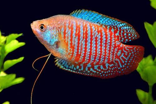 Как выбрать рыбок для нано аквариума. Какие рыбки лучше всего подходят для нано-аквариумов? 04