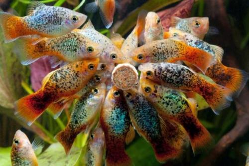 Рыбки для маленького аквариума 3 литра. С кем совместимы рыбки