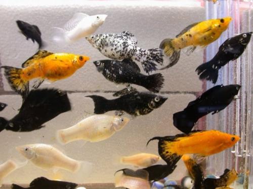 Рыбки для маленького аквариума 3 литра. С кем совместимы рыбки